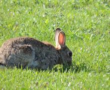 Image result for Indoor Wild Rabbit