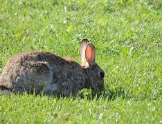 Image result for Friendly Wild Rabbit