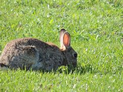 Image result for Wild Rabbit Photographer