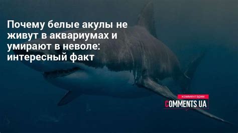 Почему белые акулы умирают в неволе | Комментарии Украина