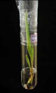 Arecanut Tissue Culture Technology Commercialized | ICAR