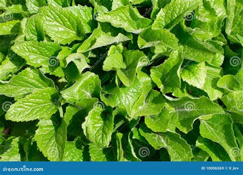 Real green leaves stock image. Image of background, plant - 10006569
