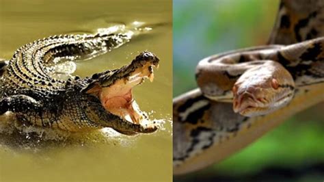 Image result for Python vs Crocodile