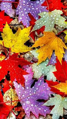 Fall Backgrounds 2019 by Pin De Byington En Autumn Fondos De Pantalla Oto 241 O Fall Backgrounds 2019
