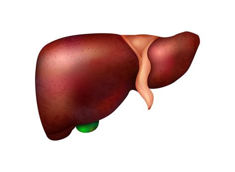 Liver and Digestive Health: Connection Explained – Swaarnim Ayurveda