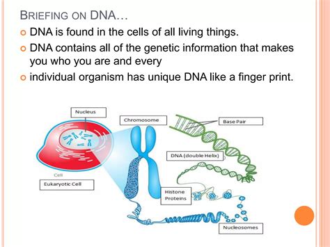 Image result for DNA Function