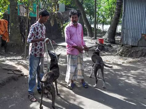 High cost - On the brink of extinction: Bangladeshis try to preserve ...