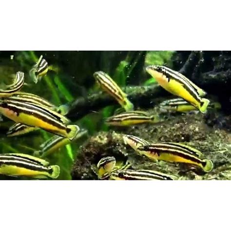 JULIDOCHRMIS ORNATUS KAPAMPA (3cm)