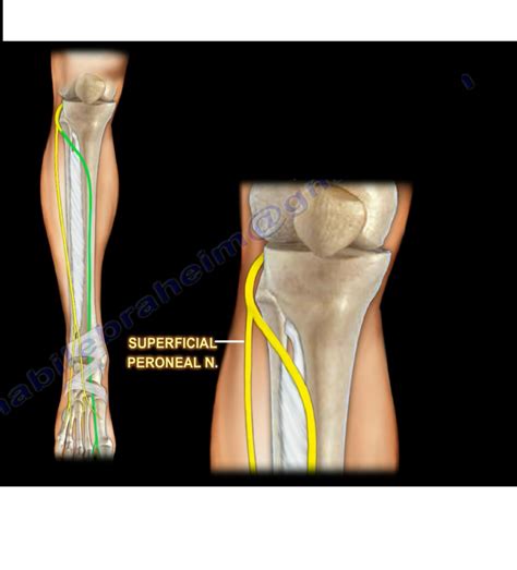 Superficial Peroneal Nerve — OrthopaedicPrinciples.com