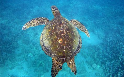 What Color Is A Sea Turtle's Shell at Rebecca Perez blog