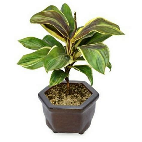 Jual Tanaman hias hanjuang andong varigata/cordyline/hanjuang ice cream ...