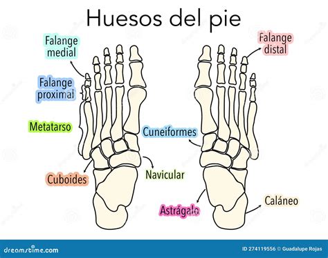 Diagrama O Infografía De Los Huesos Que Componen Un Pie De Una Vista ...