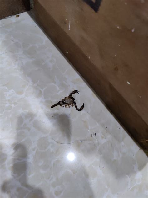 HOTEL MOUNT VIEW (Rohru) - Specialty Inn Reviews, Photos, Rate ...