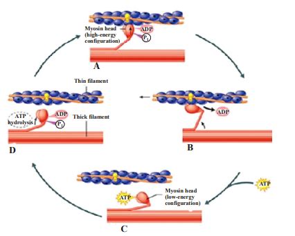 Crossbridge Model of Muscle Contraction 的图像结果