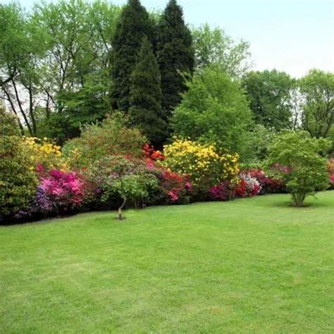 Four Seasons Evergreen Dwarf Grass Seeds – Richjeen