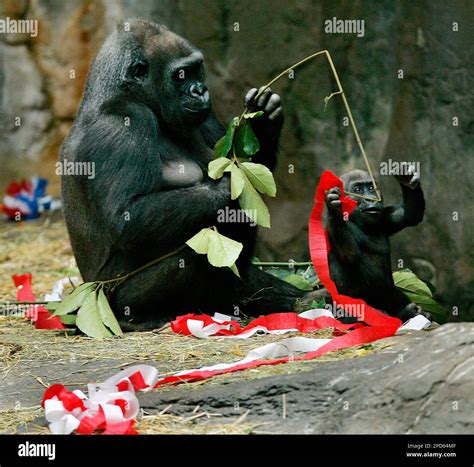 Kiki, a 23-year-old gorilla, and her daugher, Kimani, 17 months, play ...