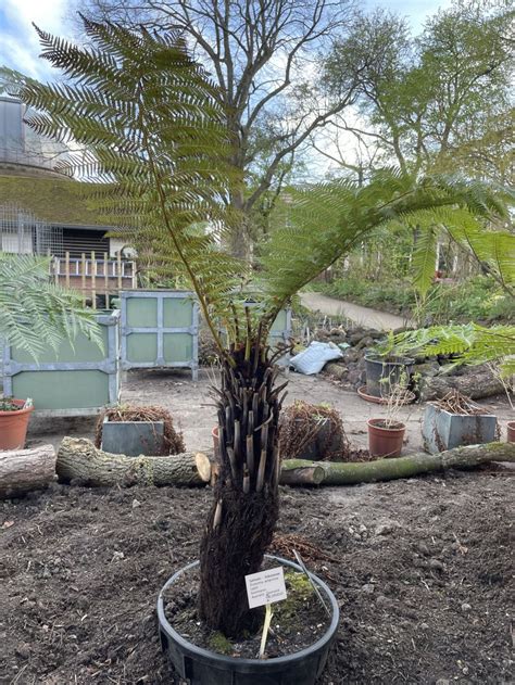 Dicksonia antarctica - Zachte boomvaren, Tasmaanse boomvaren, Woolly ...