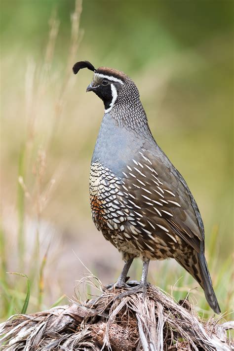 ΟΡΤΥΚΙΑ (QUAILS) photos - wallpapers (ανανεωμένο) | the fun bank
