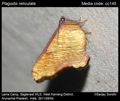 Plagodis reticulata Warren, 1893 - | Moths