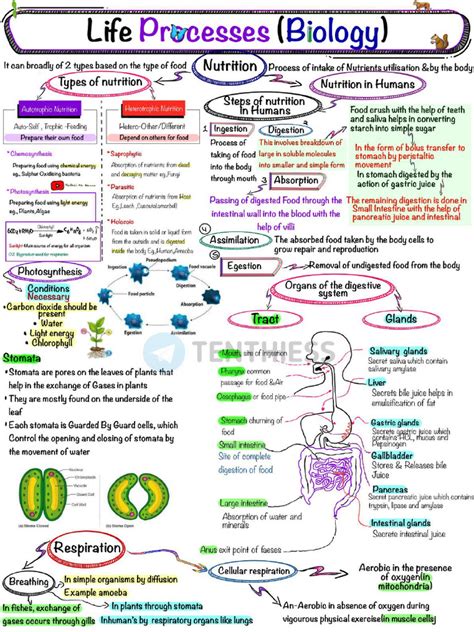 Image result for Basic Life Process
