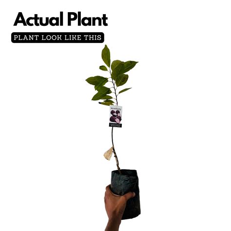 Red Custard Apple / Seethapazham (Grafted) (Annona reticulata) Fruit L ...