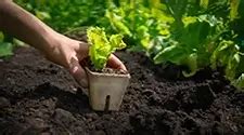 Triple Mix Soil for Sale in Mississauga | Van Beek's