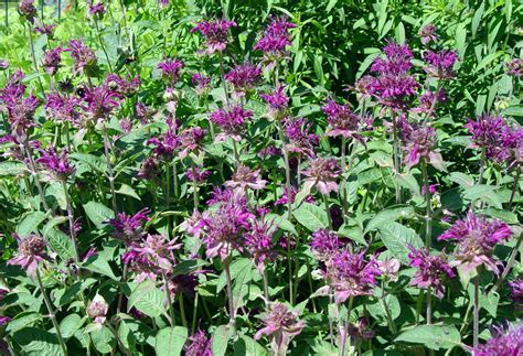 Garden Housecalls - Bee balm ‘Purple Rooster’