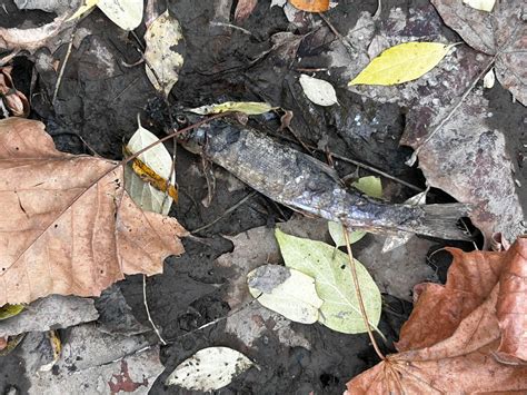 ‘Without water they die very quickly’: Drought-starved streams feed ...