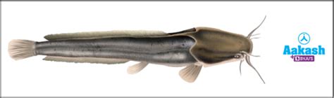 Biodiversity: Definition, Types, Genetic Diversity & Importance | AESL