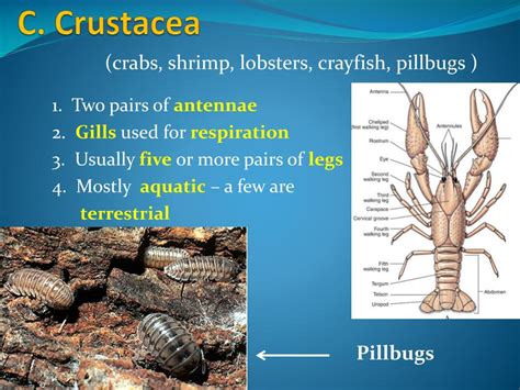 Image result for Class Crustacea Main Features