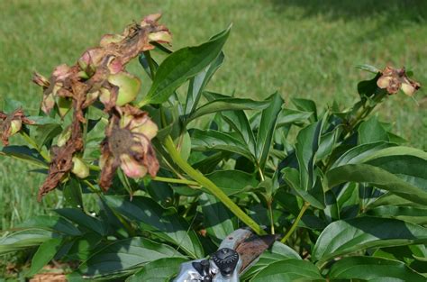 Southern Peony: 2013 How to Deadhead an Herbaceous Peony