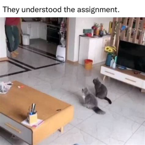 Image result for Keep Learning Cat