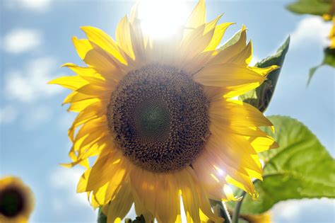What Are Interesting Facts About Sunflowers at John Bing blog