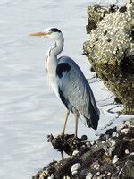 heron in Tumbuka - English-Tumbuka Dictionary | Glosbe
