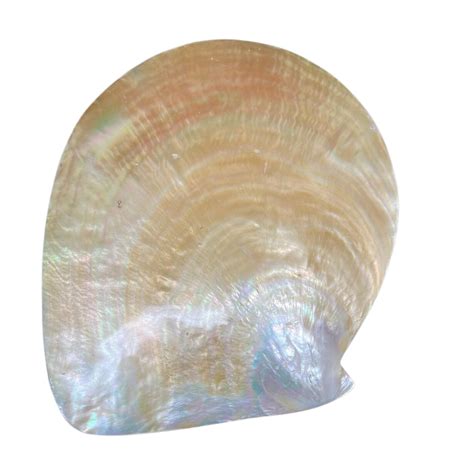 Mother Of Pearl Shell
