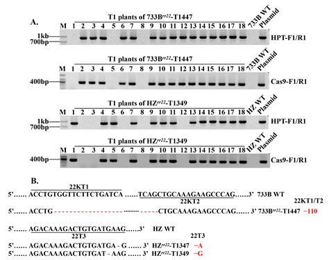 Novel Salinity-Tolerant Third-Generation Hybrid Rice Developed via ...