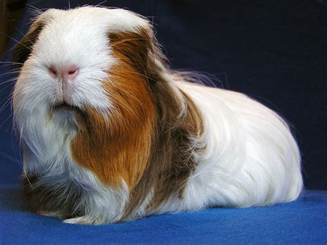 All types of Guinea Pig breeds described and help to determine them