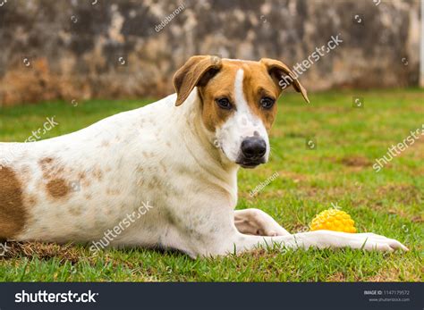 Where Is A Dogs Habitat