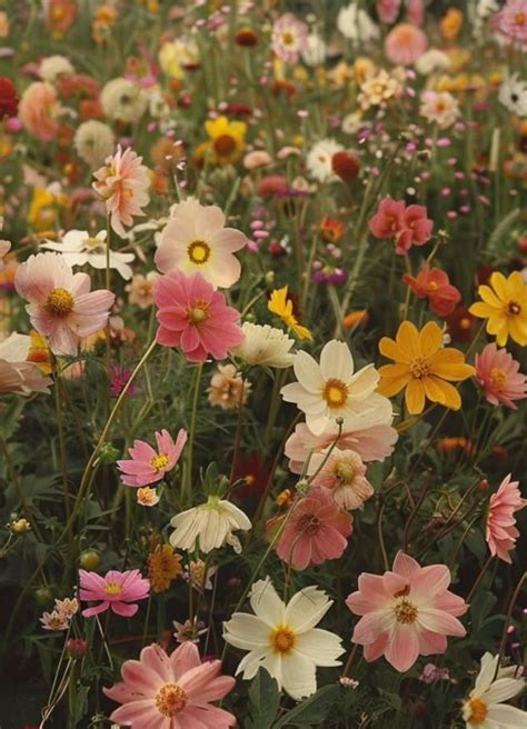 Bridal Shower in Honor of Eden Lovell, Golden Age Centre, Alida, 3 May ...