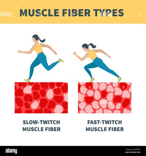 Skeletal muscle fiber types with slow twitch and fast twitch ...