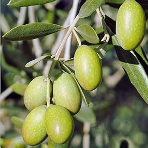 Sweet Hybid Olive/Jolpai Live Plant- (1.5-2 Ft), 1 Healthy Plant ...
