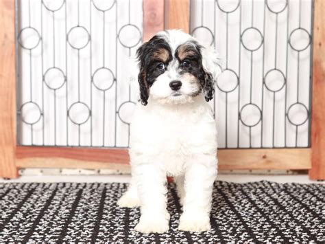 Image result for Female Cockapoo