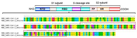 Improved Binding Affinity of Omicron’s Spike Protein for the Human ...