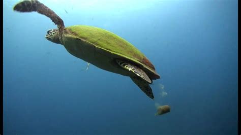 Image result for Gopher Turtle Poop