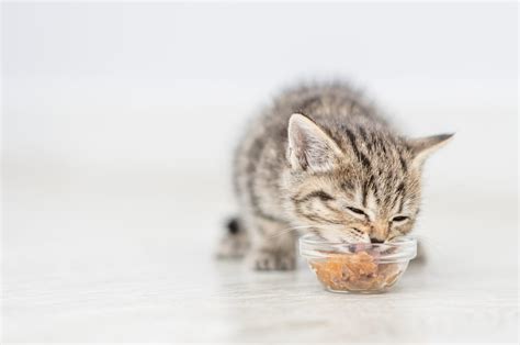 Homemade Kitten Food Health, Home, & Happiness