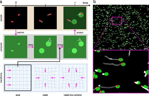 Image result for Cell Graphical Abstract Feedback Loop