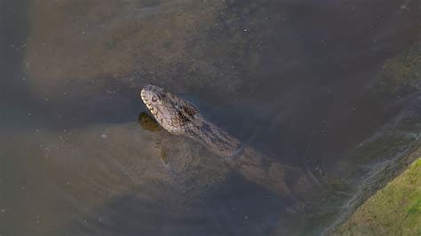 Diamondback Water Snake 的图像结果