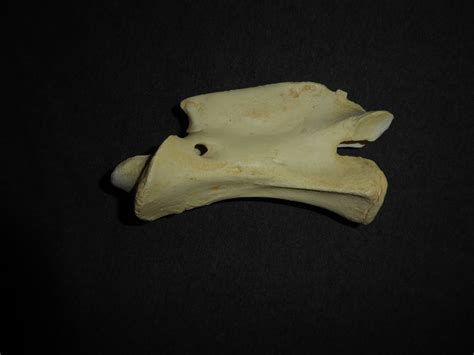 Giraffe Juvenile Vertebrae - SkeletonsAndSkullsSuperstore