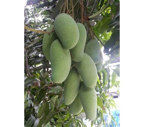 Dejestqoo Tong Dam Mango Plant (Grafted Plant Height 2-3 Feet) Hybrid 1 ...
