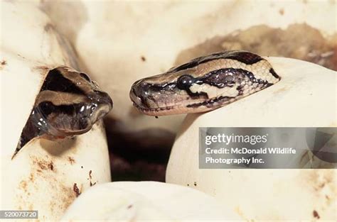 Image result for Python Laying Eggs